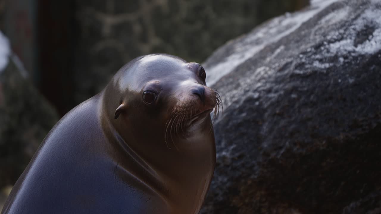 Head Close-up of Female California Sea Lion Grinning and Breathe Out Cold Air While Facing Camera Sitting at Winter Zoo by Large Rocks