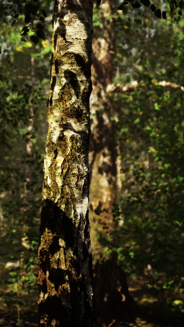 un primer plano de un tronco de abedul en un bosque