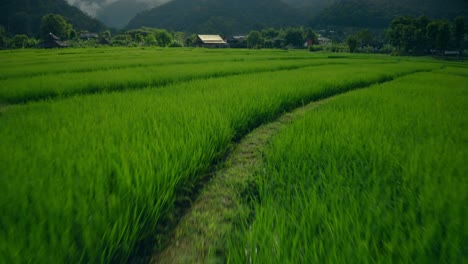 flying over rice paddies 02