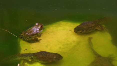 video estático de una rana verde juvenil sobre rocas con dos renacuajos y un pececillo