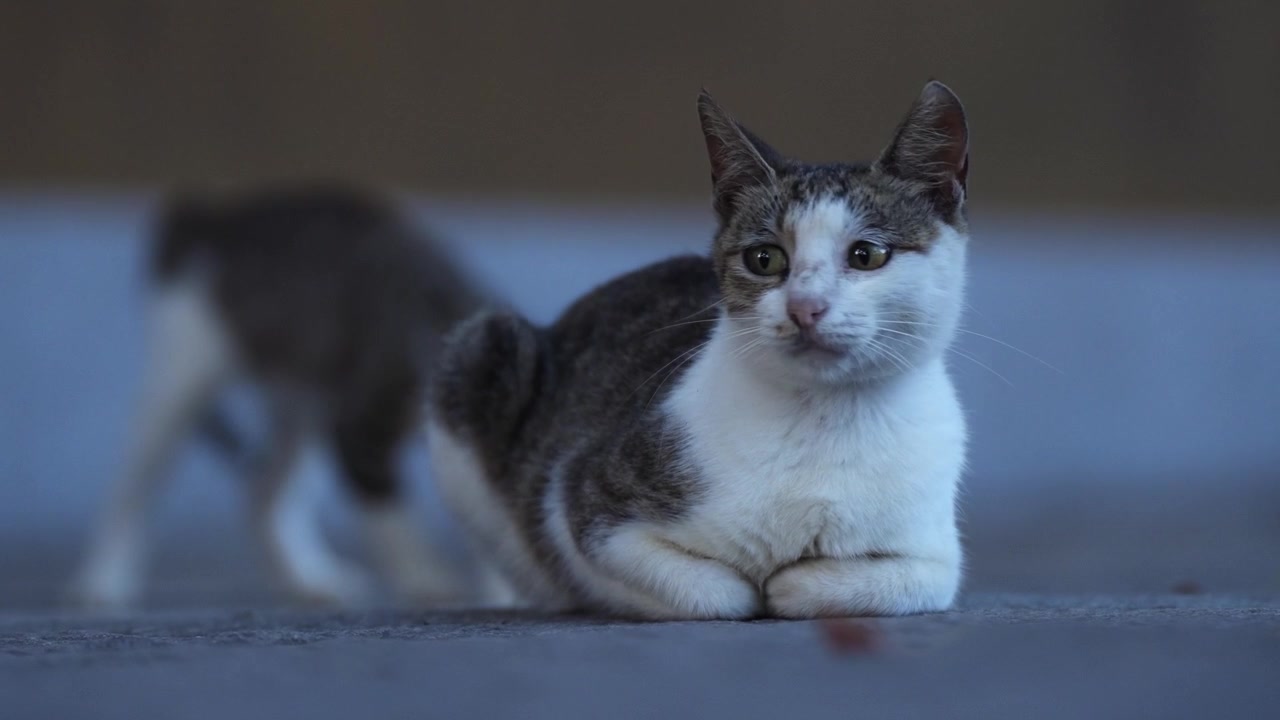 A Mom cat sitting quietly with a playful kitten in the background