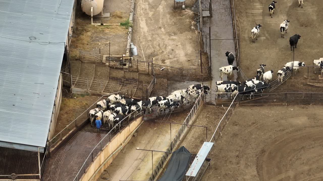 카우보이 가 사육장 에서 가축 을 양육 하고 있다