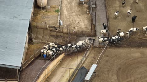 cowboy herding cattle in feedlot