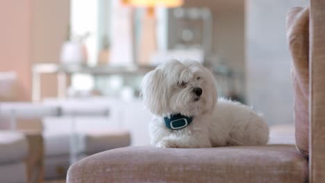 a cute little white terrier dog sitting still on a couch looking curiously around the camera in a fancy rich looking house