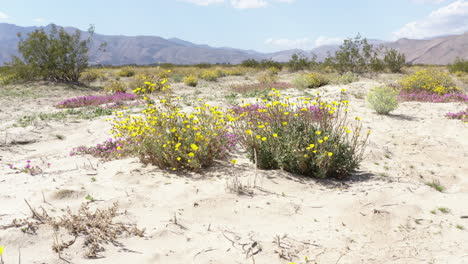 Yellow-Wildflowers-Flourish-in-the-Badlands,-Desert-Oasis,-Dolly