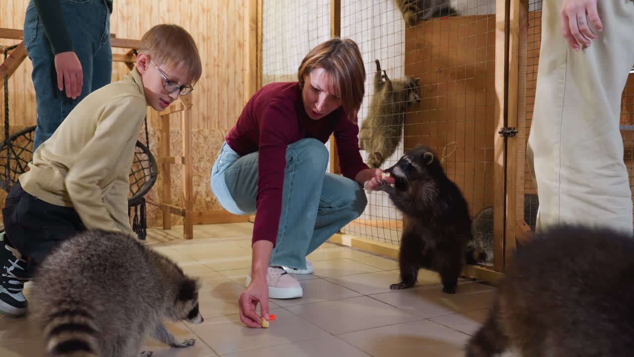 Mulher caucasiana alimentando guaxinins com um menino, recinto de madeira e piso de cerâmica, mãos delicadas oferecendo um petisco, guaxinins curiosos cheirando o lanche, iluminação quente, visita familiar, santuário educacional