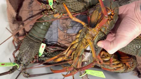 person inspecting lobsters at australian seafood market