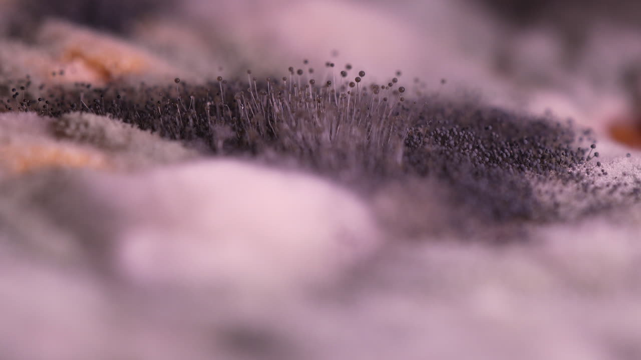 Close-up of moldy melon surface with fuzzy fungal growth and dark spores spreading across the fruit