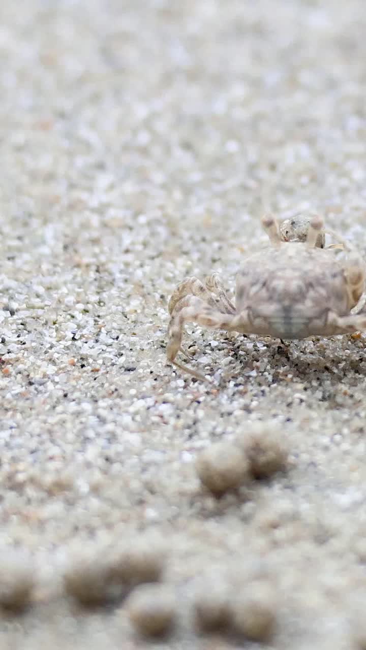 un cangrejo fantasma se mueve a través de la playa de arena