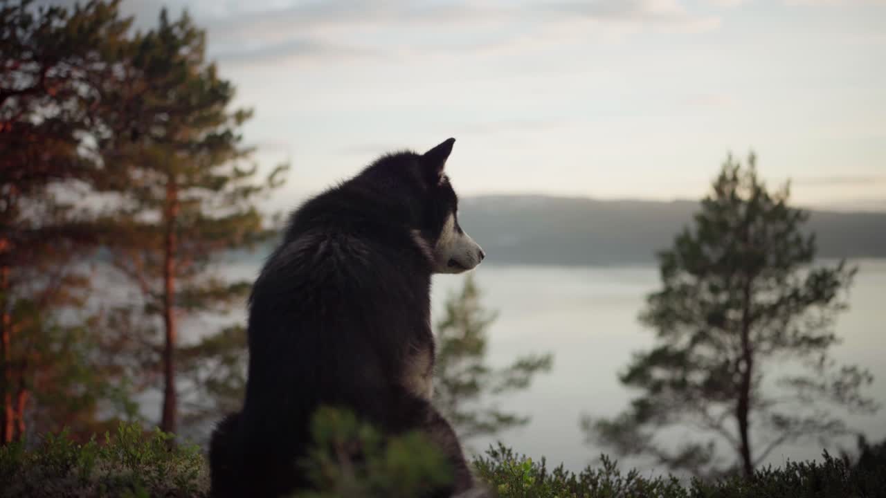 perro malamute de alaska sentado en la colina mirando hacia otro lado durante la puesta de sol en el bosque