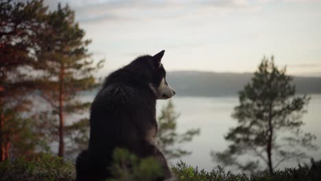 alaskan malamute dog sitting on the hill looking away during sunset in the forest