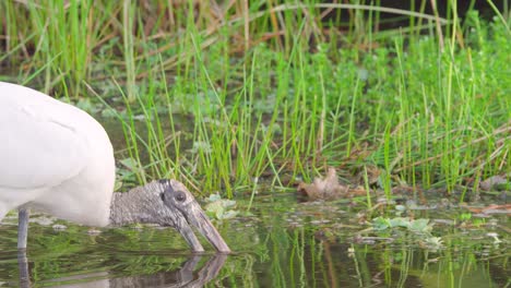 cigüeña de madera de cerca bajando la cabeza y bebiendo agua