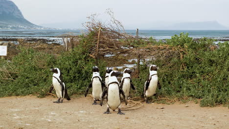 grupo de pingüinos que llegan de la playa indecisos de qué dirección tomar