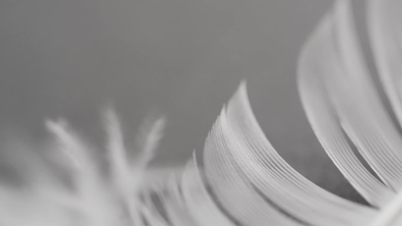 micro vídeo de primer plano de una pluma con espacio de copia en un fondo gris