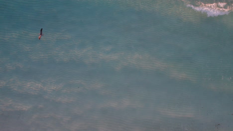 Aerial-Drone-top-down-shot-following-a-pelican-bird-flying-over-rolling-waves-in-a-crystal-clear-blue-ocean-in-Cancun,-Mexico