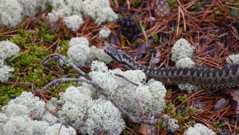 Víbora-Serpiente-Lejos-Muy-Tranquila