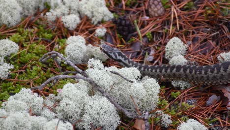víbora serpiente lejos muy tranquila