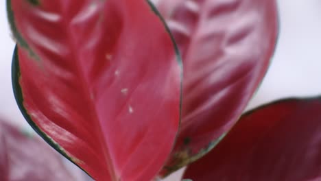 close up shot of red aglonema flower planted in the pot