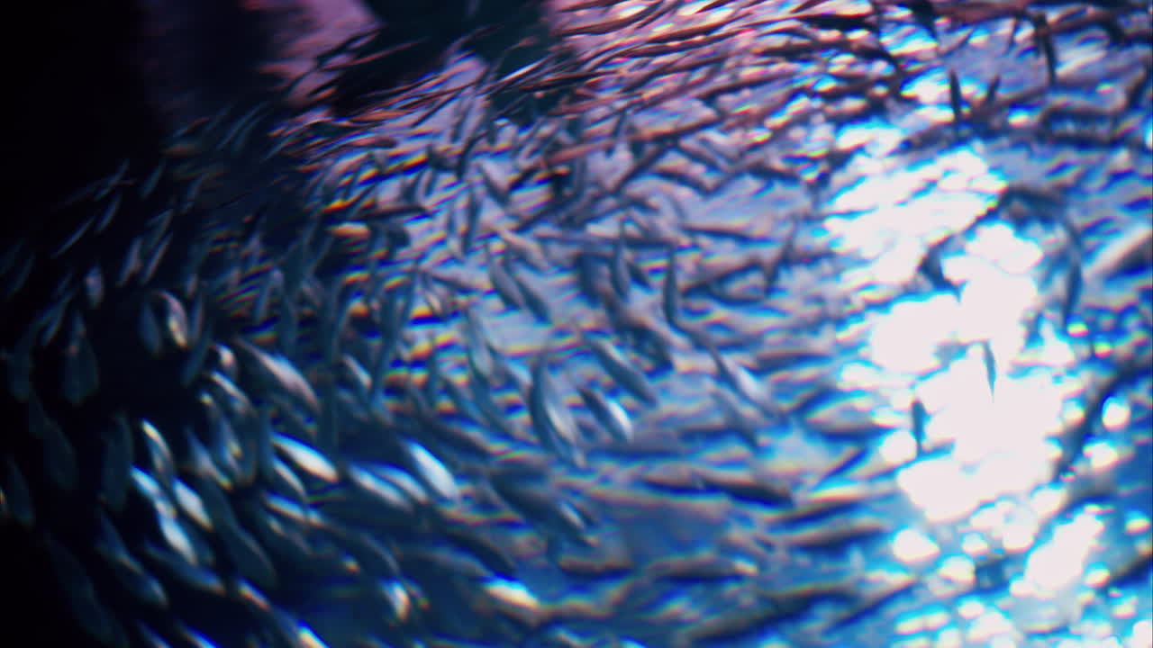 Close up of a Nurse shark swimming in the water