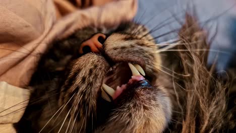 an extreme close-up macro shot captures the funny and adorable face of a tabby cat in a deep sleep, its mouth wide open, showing its sharp canine teeth and fangs