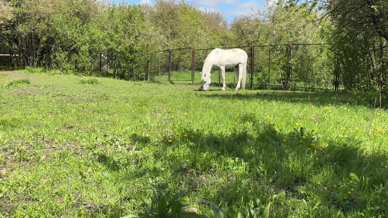 A lone white horse grazes in a meadow near the stable