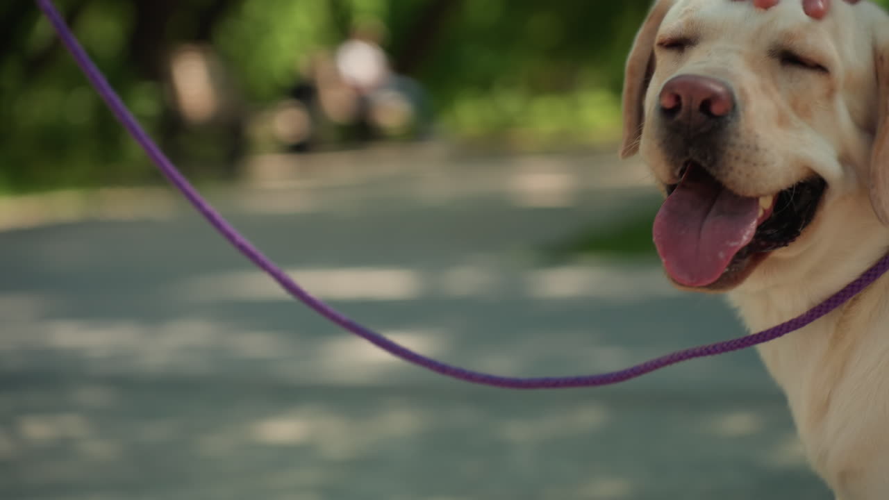 puistopolku, valkoihoinen omistaja silittää labradorinnoutajaa puiden lähellä, hellä käsi päässä, koira läähättää tyytyväisenä, purppuranvärinen hihna laskeutuu, lämmin pilkullinen valo, rauhallinen hoivaava hetki kävelyn aikana
