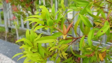 syzygium oleana plant in the garden