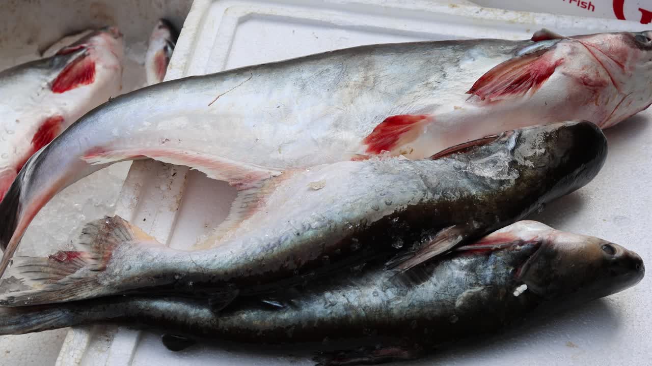 pescado fresco mantenido en una caja de nieve en una tienda minorista para su venta durante el día desde diferentes ángulos