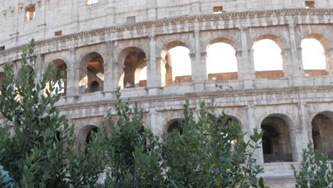 rome, italy colosseum reveal from a tree branch.