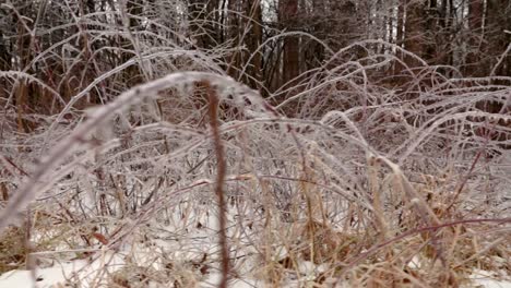 a very low shot of ice structures covering small plant branches and bushes in nature