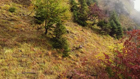 Antena-Siguiendo-La-Montaña-Gamuza-Ibex-Saltando-Alrededor-De-La-Empinada-Ladera-De-La-Montaña-Del-Bosque-Cubierto-De-Hierba-En-Otoño,-Drone