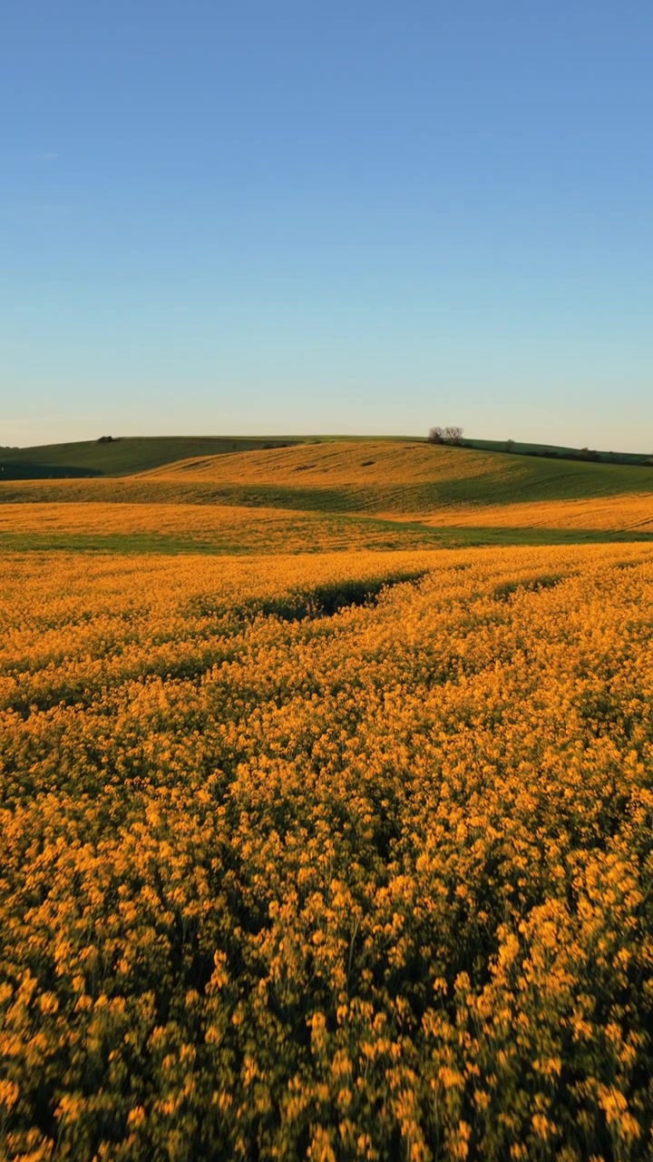 Veduta aerea verticale di vasti campi di colza gialla e grano verde che si estendono su dolci colline, Moravia, Repubblica Ceca