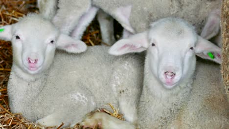 sheep and lambs on farm animals