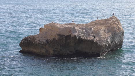 Aves-Marinas-En-Rock-Island,-Costa-Mediterránea-De-España