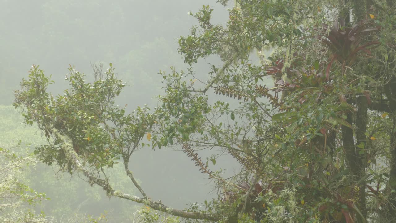 파나마의 안개 낀 아침에 나뭇가지 사이로 새가 날아가는 것을 보고 있습니다.
