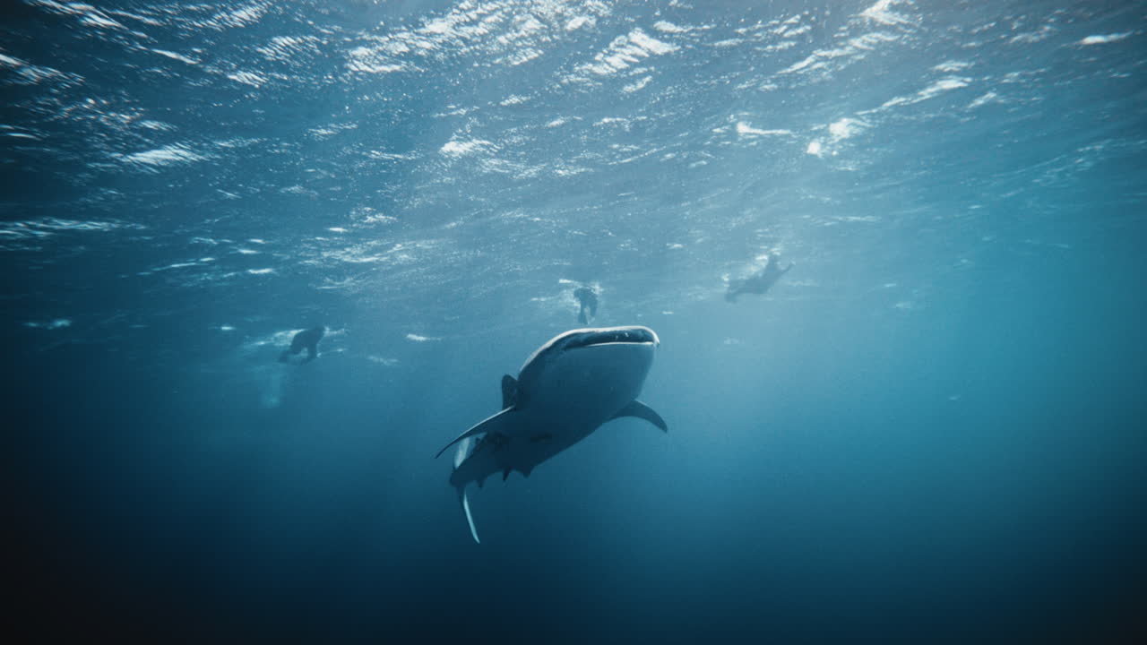 vista mirando hacia arriba debajo tiburón ballena nadando en cámara lenta bajo el agua con gracia entre la gente