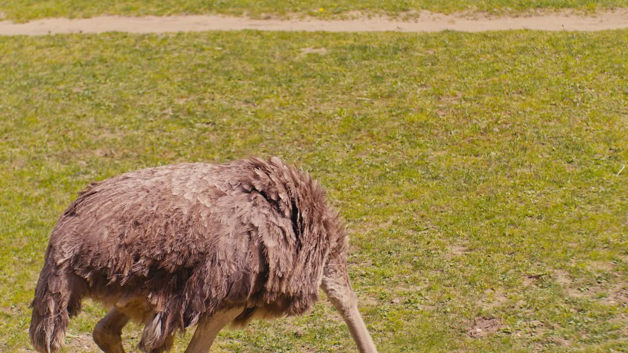 North African ostrich bird wildlife animal in natural environment, close-up view, digital film look