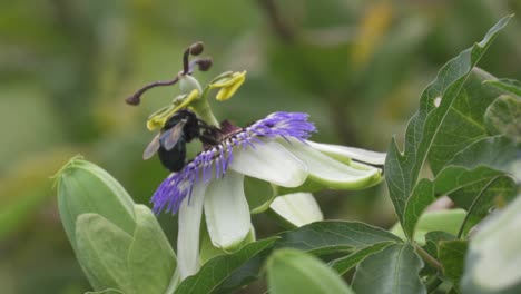 primer plano de un abejorro negro recogiendo néctar de una flor de la pasión de la corona azul y luego volando a otro