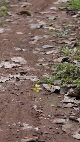 el lapso de tiempo de las plantas que brotan y crecen en el suelo.