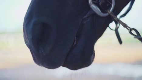 extreme close-up shot of feeding a dark brown horse with carrot