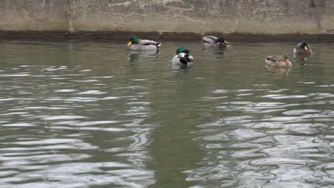 duck flapping its wings in the water