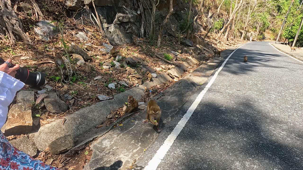 Tourists observe macaques along a sunlit road in Phuket, Thailand. The camera captures playful interactions and natural surroundings