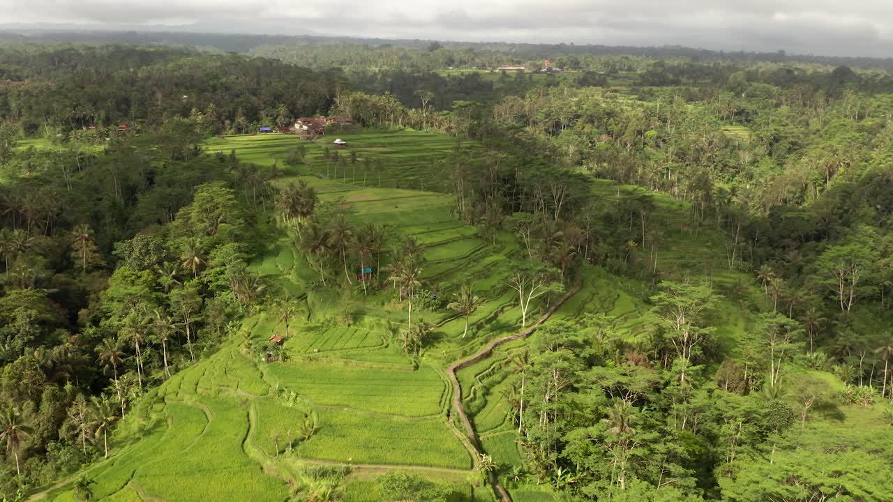 vista aérea de impresionantes campos de arroz en terrazas de montaña con luz dorada del sol y densa selva, bali, indonesia