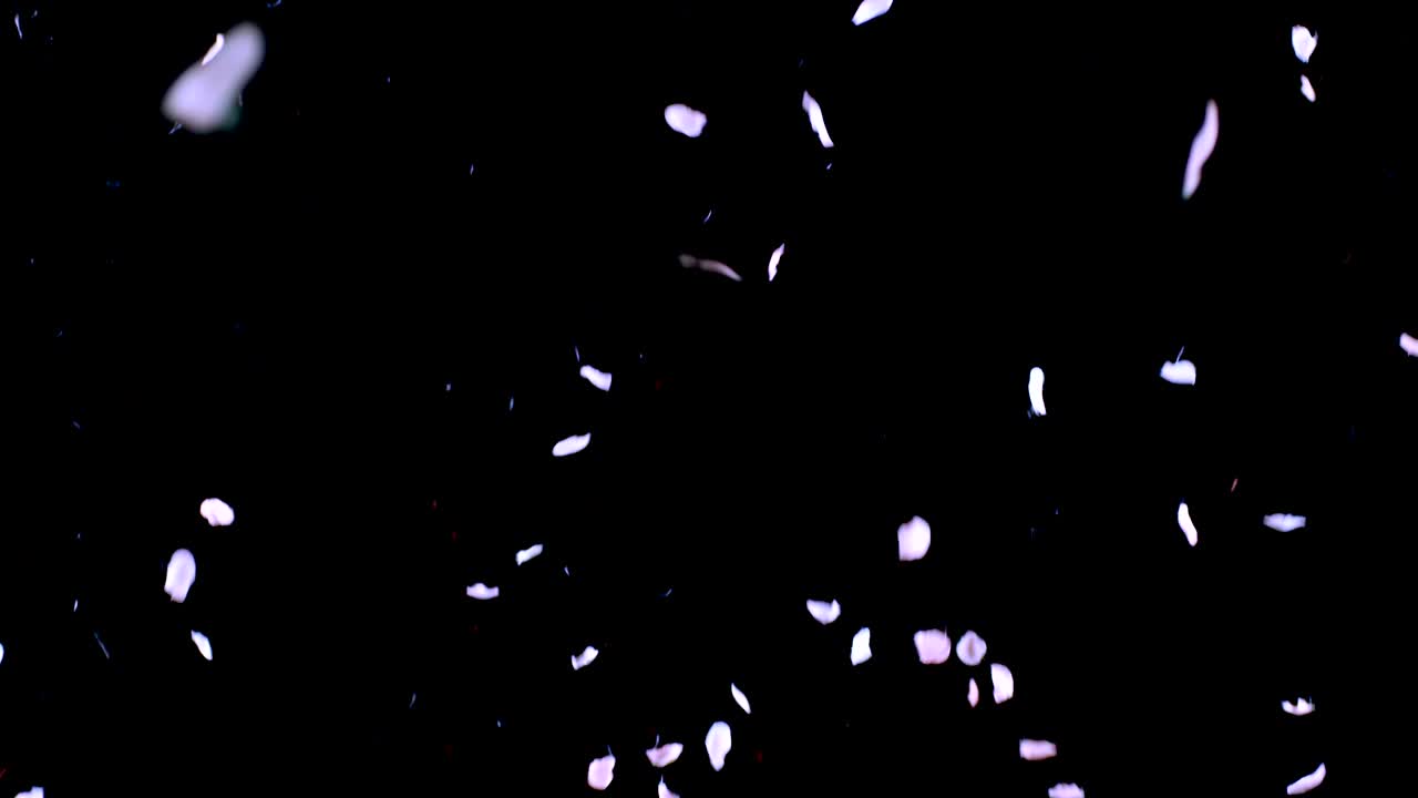 장미 꽃잎이 떨어지는 것