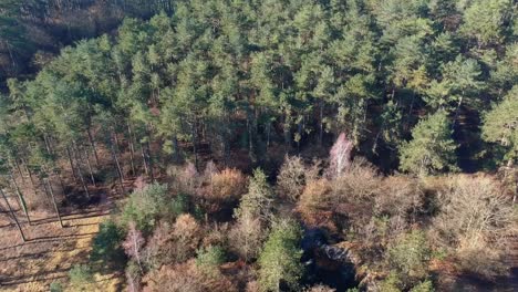aerial view of forest in winter