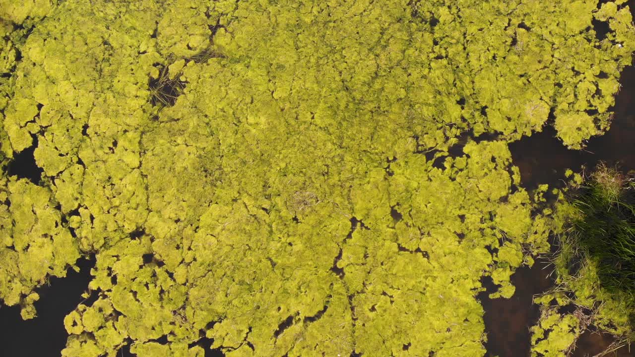 Yellow mustard algae formation floating above murky waters