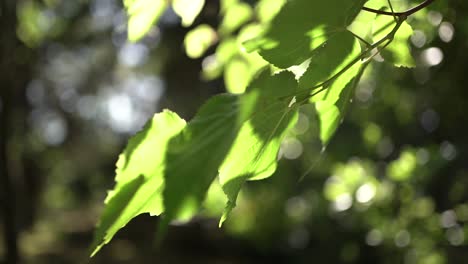 close-up shot of waving green leaves with sunbeamns in slow motion