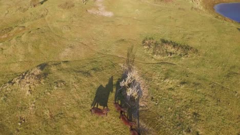 aerial: the dune nature reserve of oostkapelle with grazing ponies