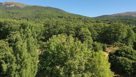 Seitlicher-Flug-Mit-Einer-Drohne-über-Die-Kronen-Von-Kastanienbäumen,-Wodurch-An-Einem-Sonnigen-Tag-Mit-Blauem-Himmel-Im-Sommer-In-Avila,-Spanien,-Ein-Parallaxeneffekt-Auf-Den-Bäumen-Und-Bergen-Entsteht