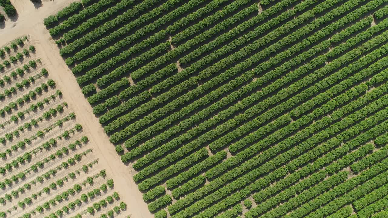 imágenes aéreas de grandes plantaciones de árboles frutales y campos agrícolas